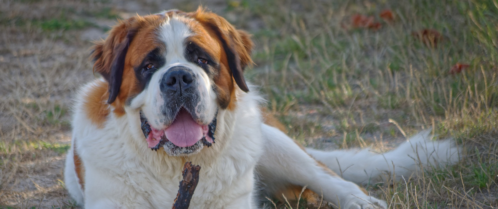 銀製 セントバーナード 小犬3匹付き-